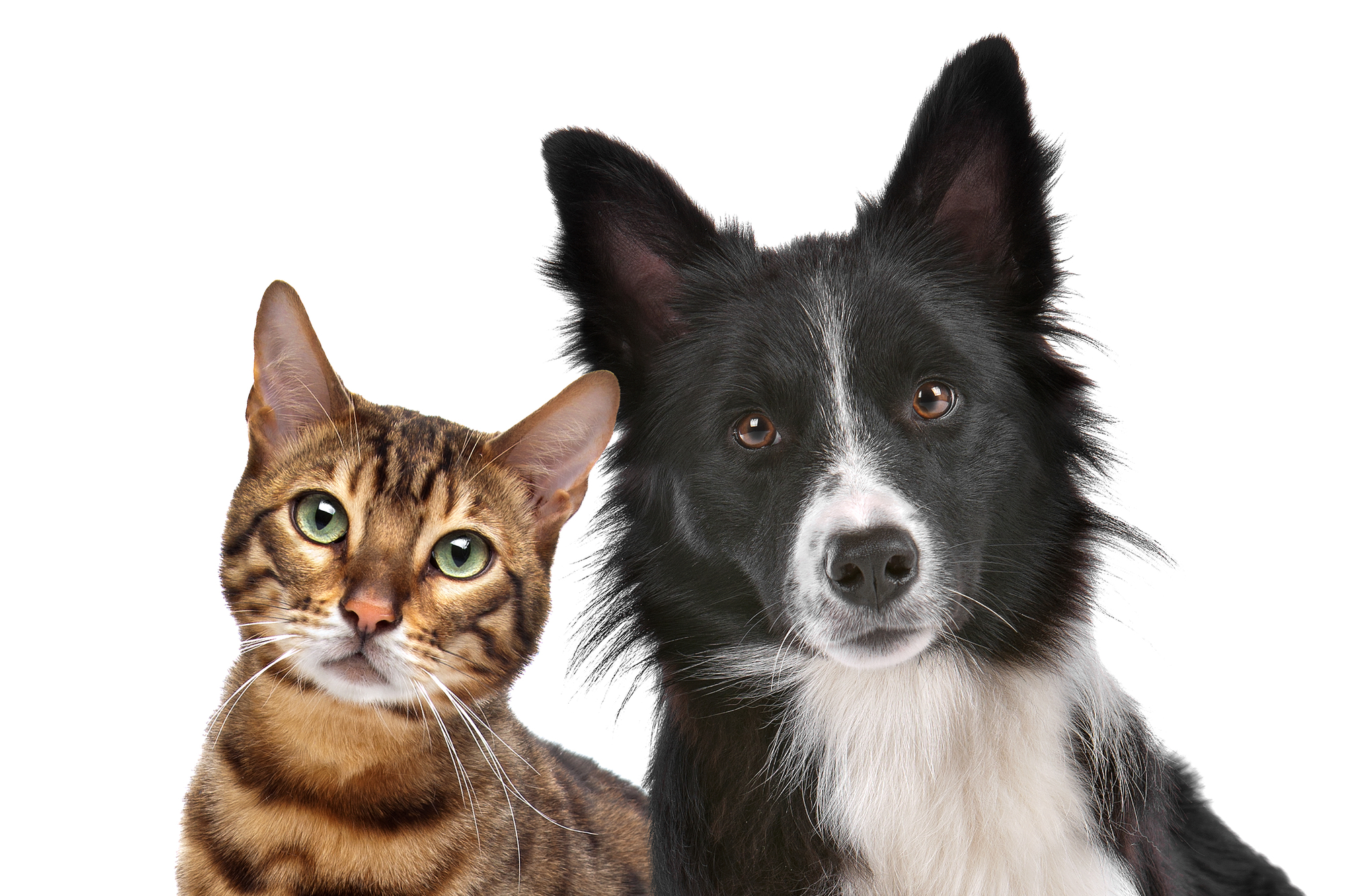Dog and Cat, Hampton property management