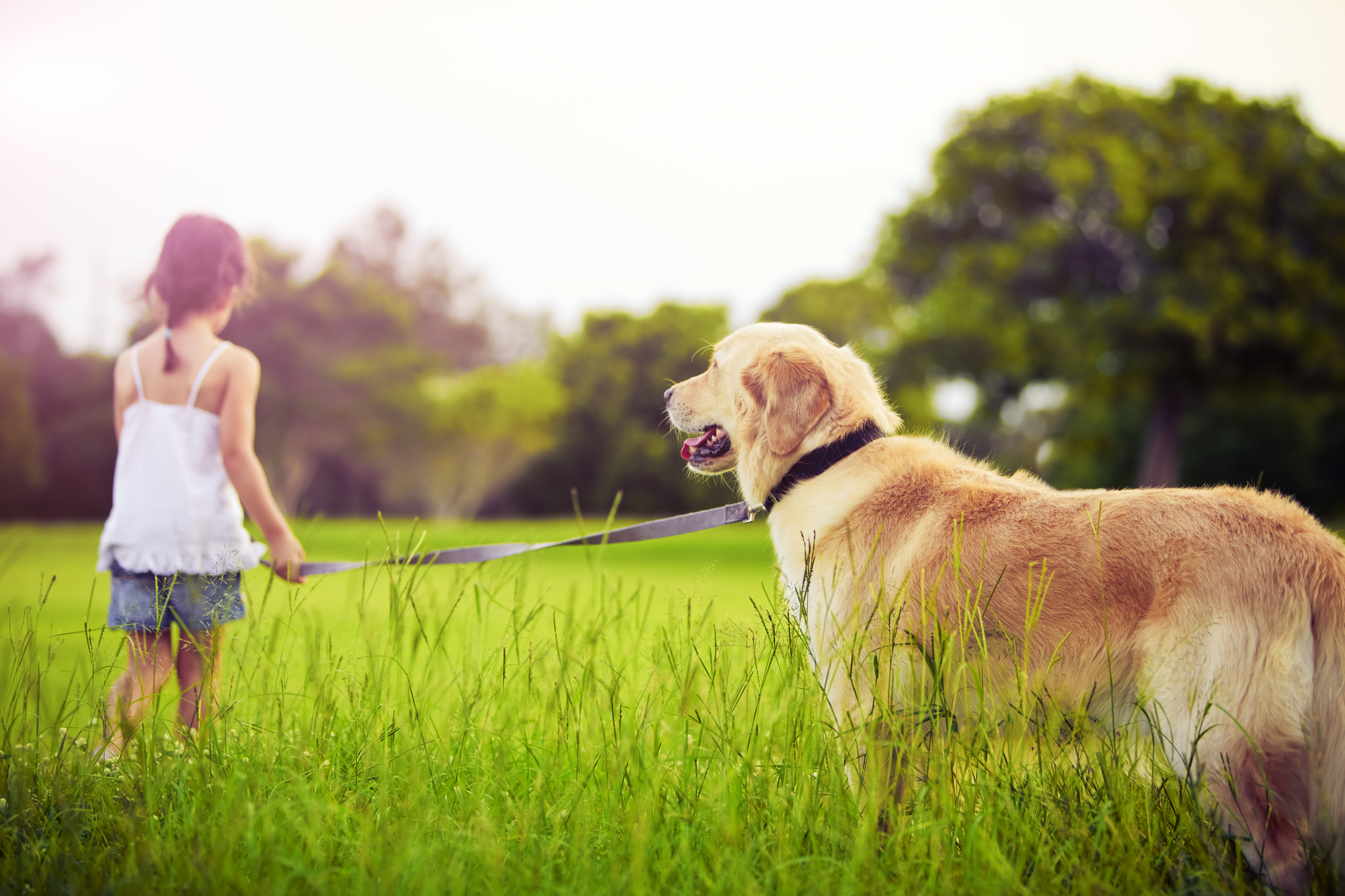 Maintaining Homes With Pets, renters warehouse Hampton roads