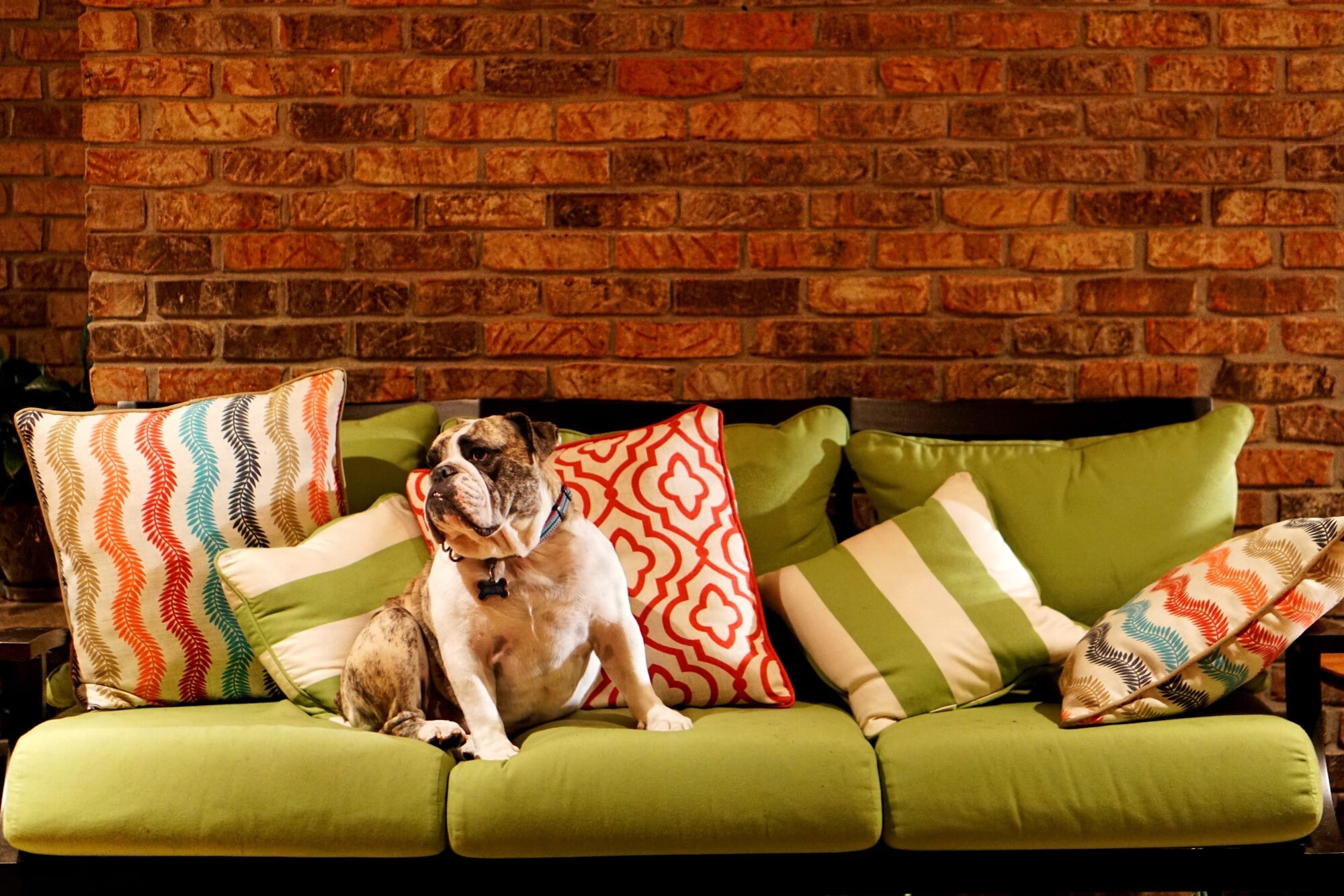 Pros and Cons of Allowing Pets in Your Hampton Roads Rental Property